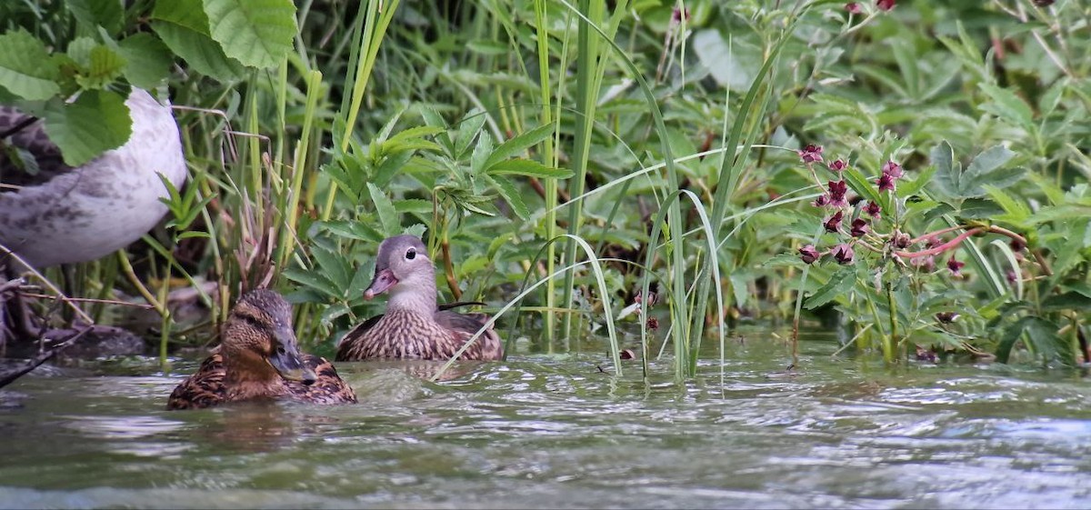 Mandarin Duck - ML638267645