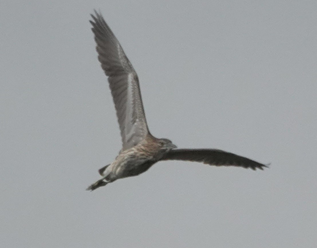 Black-crowned Night Heron - ML638267650