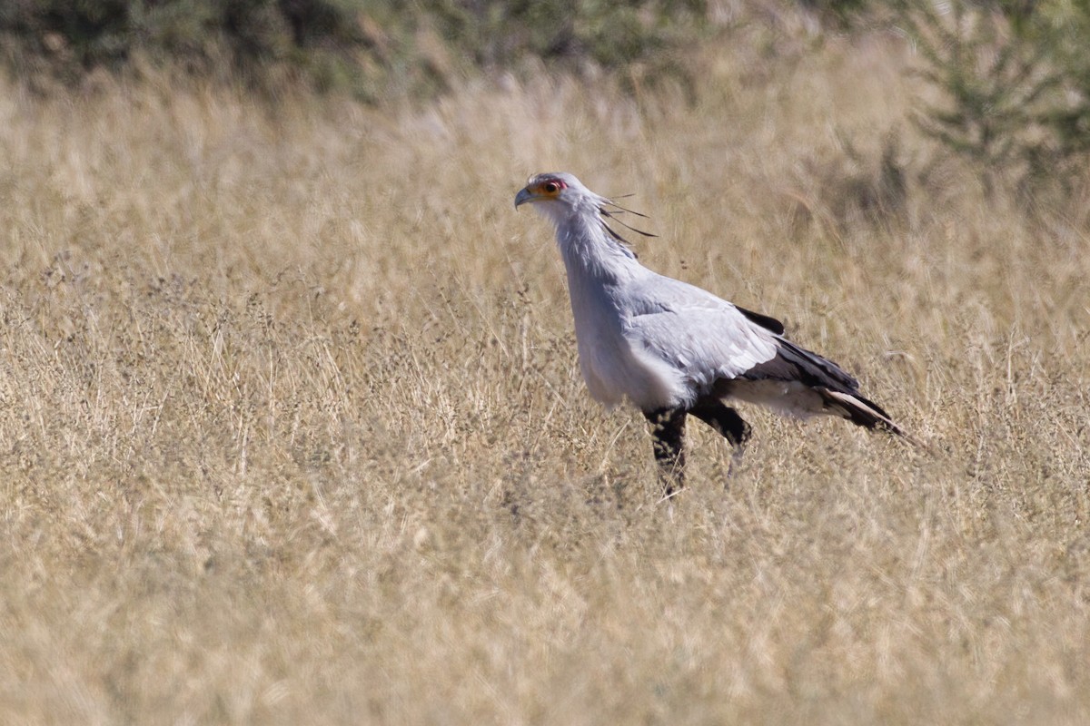 Secretarybird - ML638267660