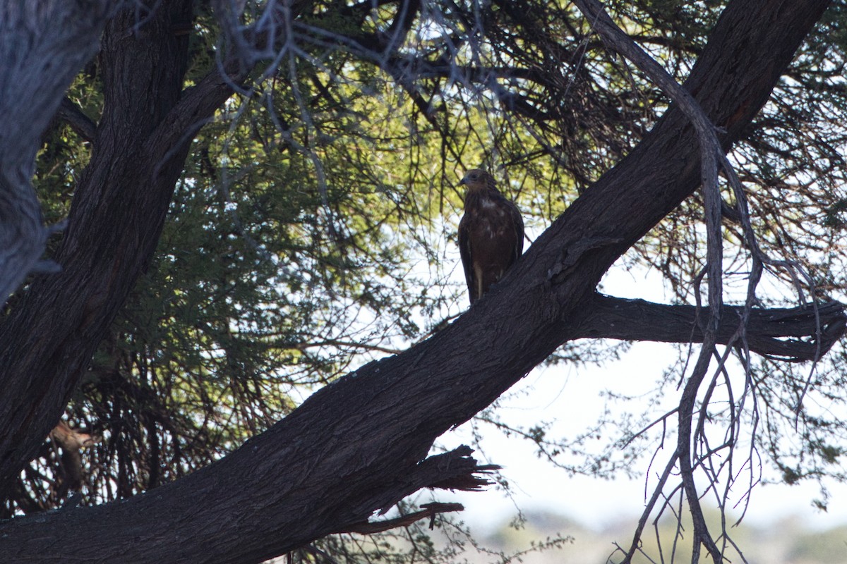 African Harrier-Hawk - ML638267663