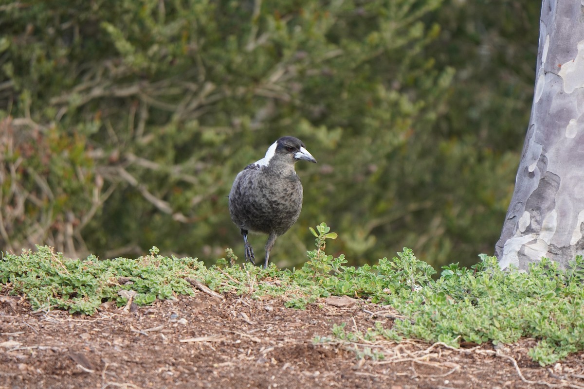 Australian Magpie - ML638267664