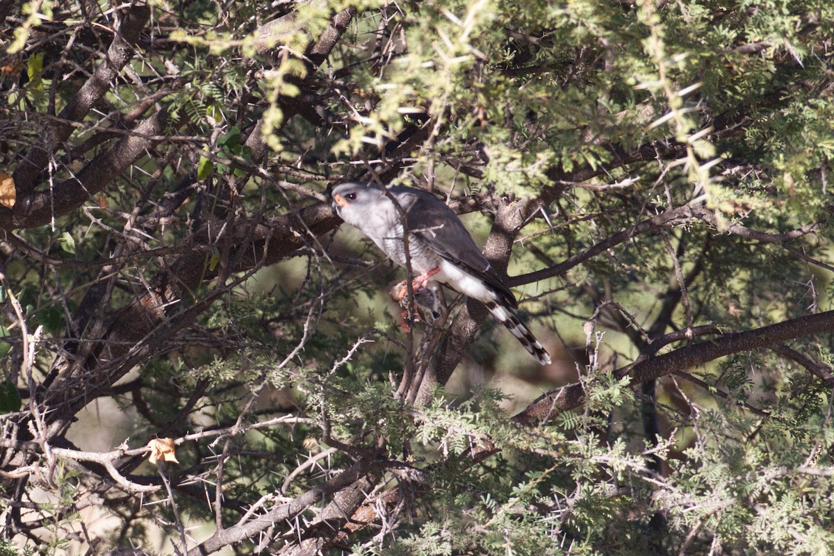 Gabar Goshawk - ML638267665