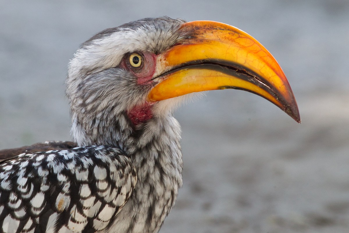 Southern Yellow-billed Hornbill - ML638267678