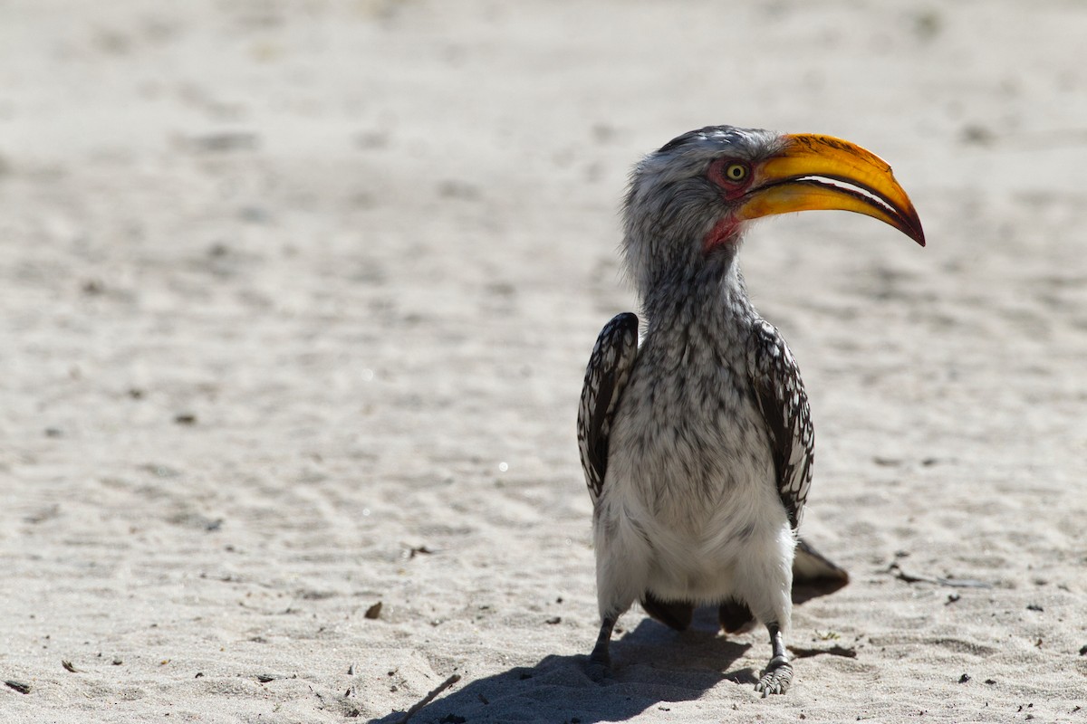 Southern Yellow-billed Hornbill - ML638267679