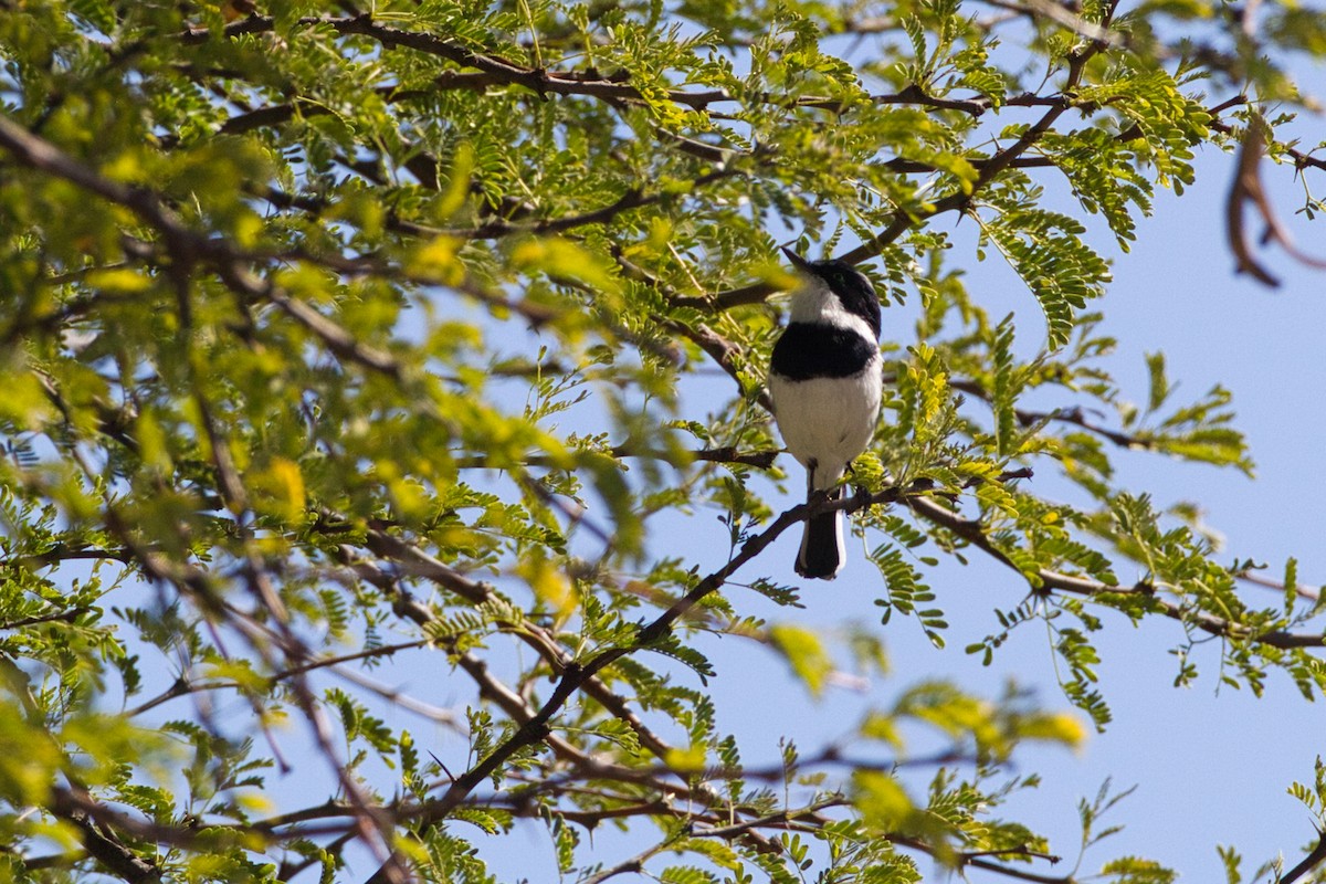 Pririt Batis - ML638267682