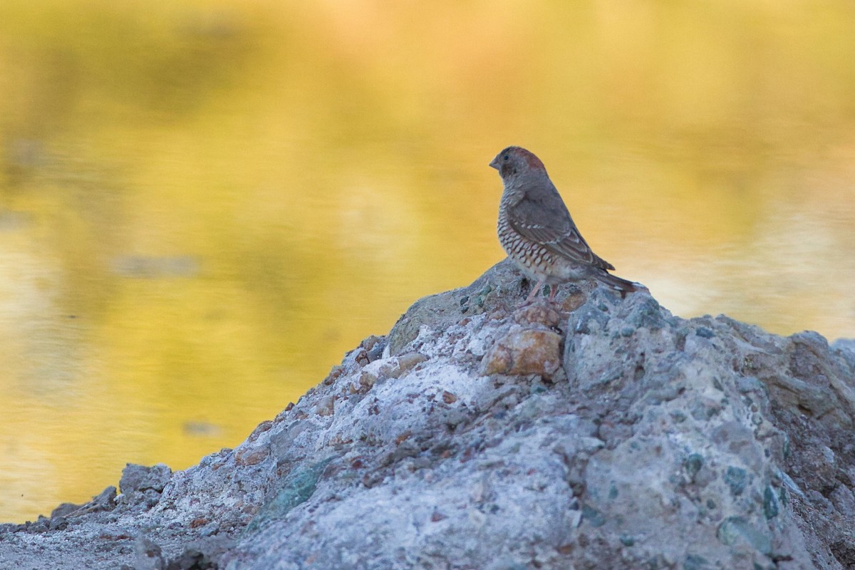 Red-headed Finch - ML638267691