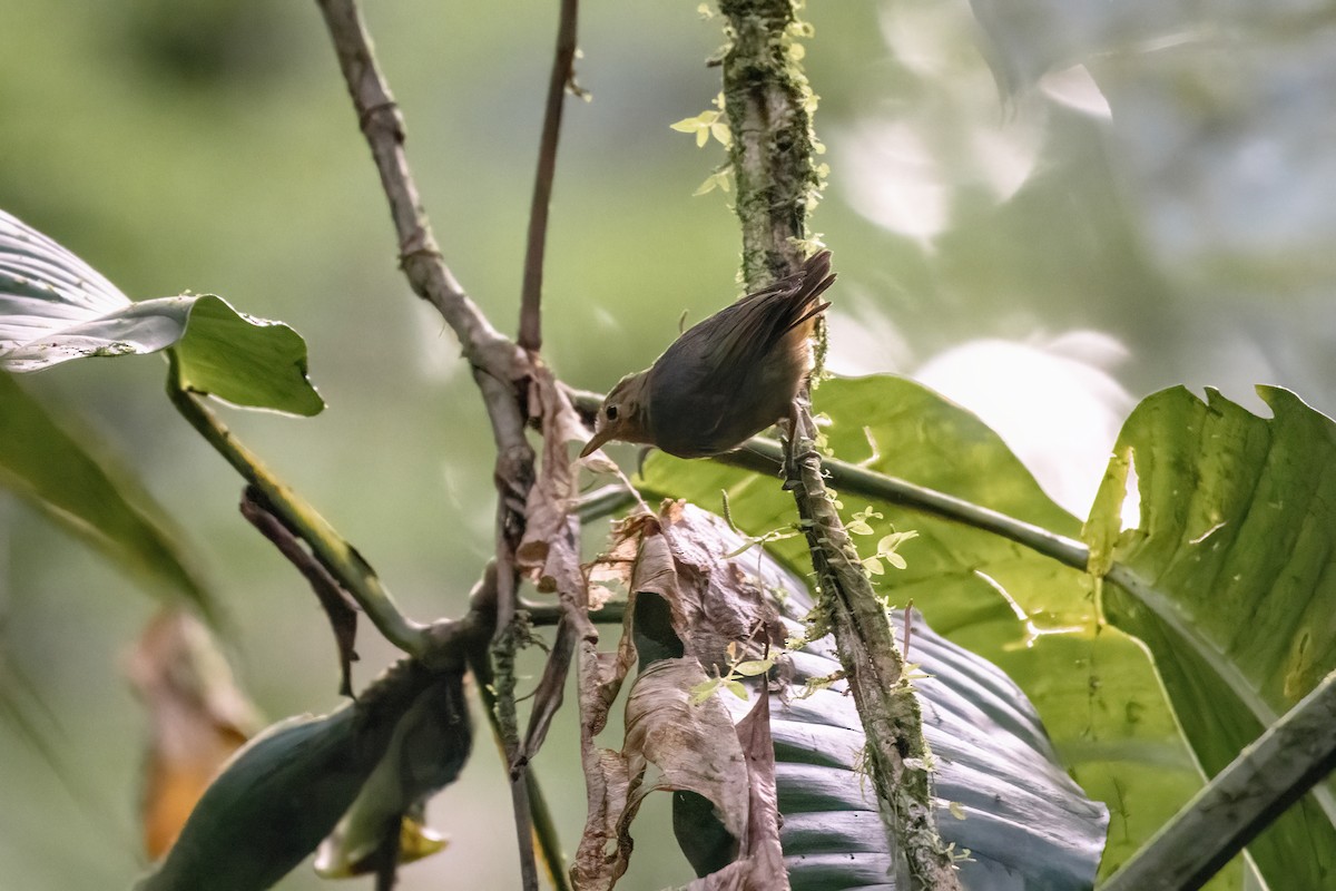 Slaty Antwren - ML638267695