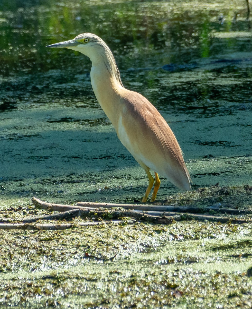 Squacco Heron - ML638267709