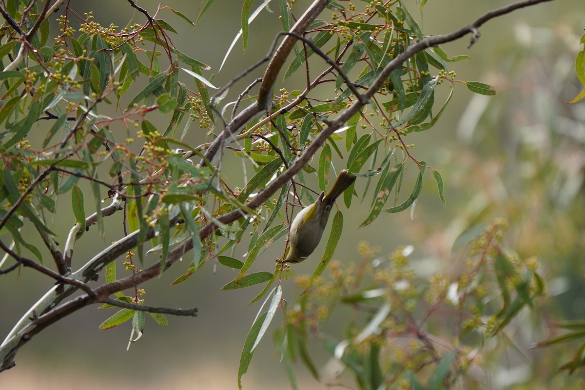 White-plumed Honeyeater - ML638267715