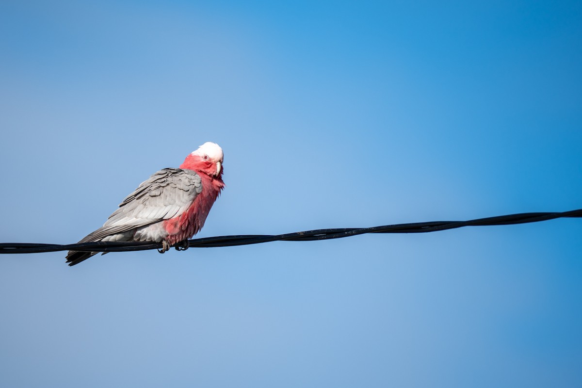 Galah - ML638267729