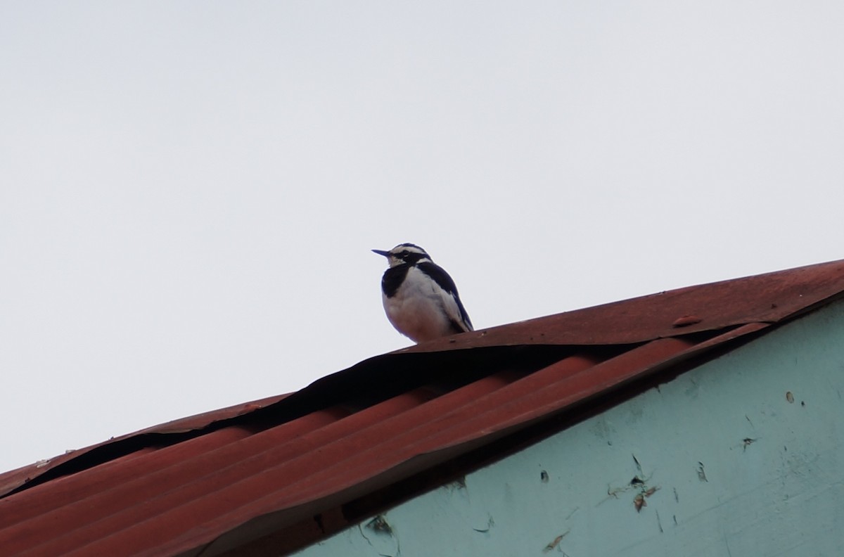 African Pied Wagtail - ML638267735