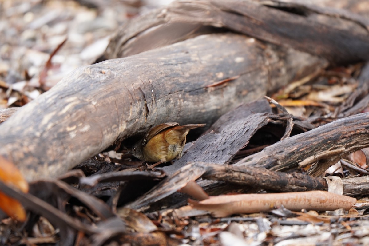 White-browed Scrubwren - ML638267739