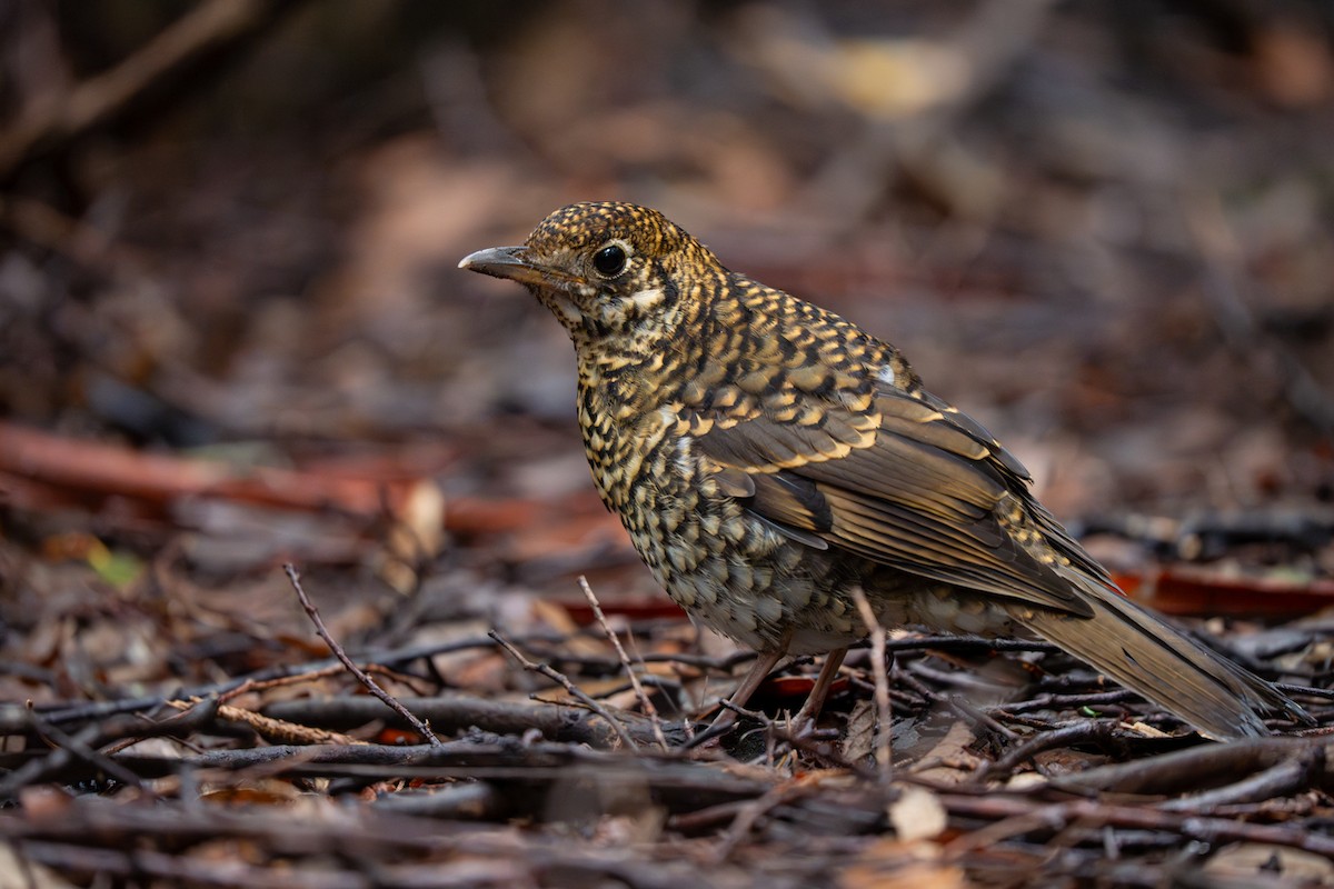 Bassian Thrush - ML638267740