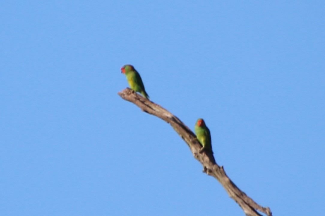 Little Lorikeet - ML638267743