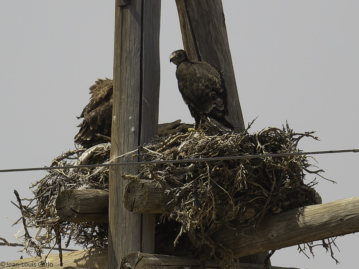 Upland Buzzard - ML638267748