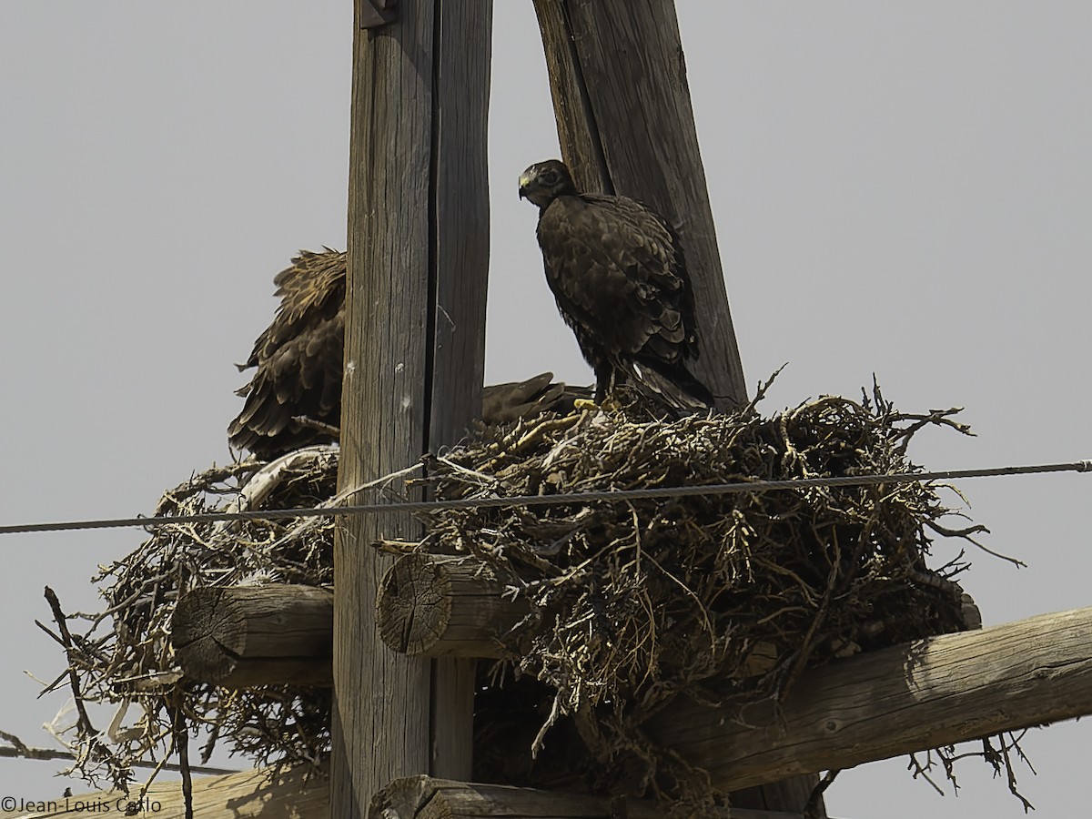 Upland Buzzard - ML638267749