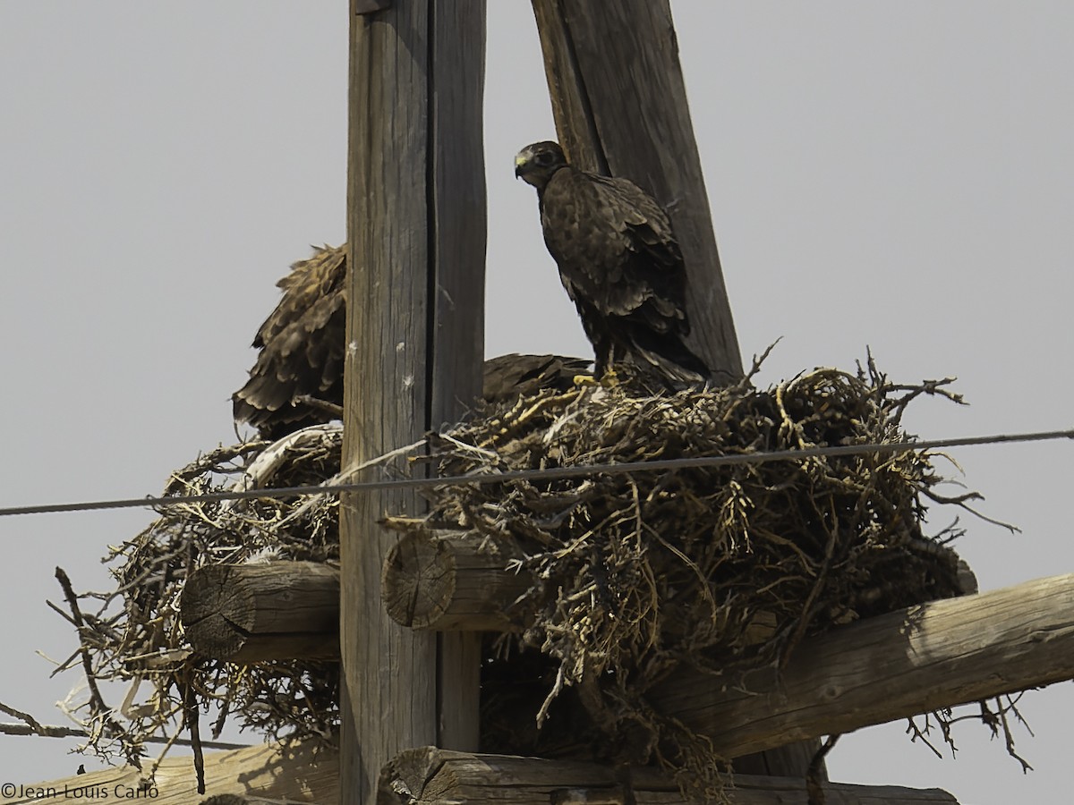 Upland Buzzard - ML638267750
