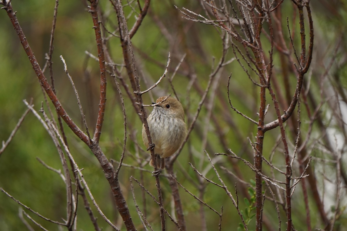 Brown Thornbill - ML638267753