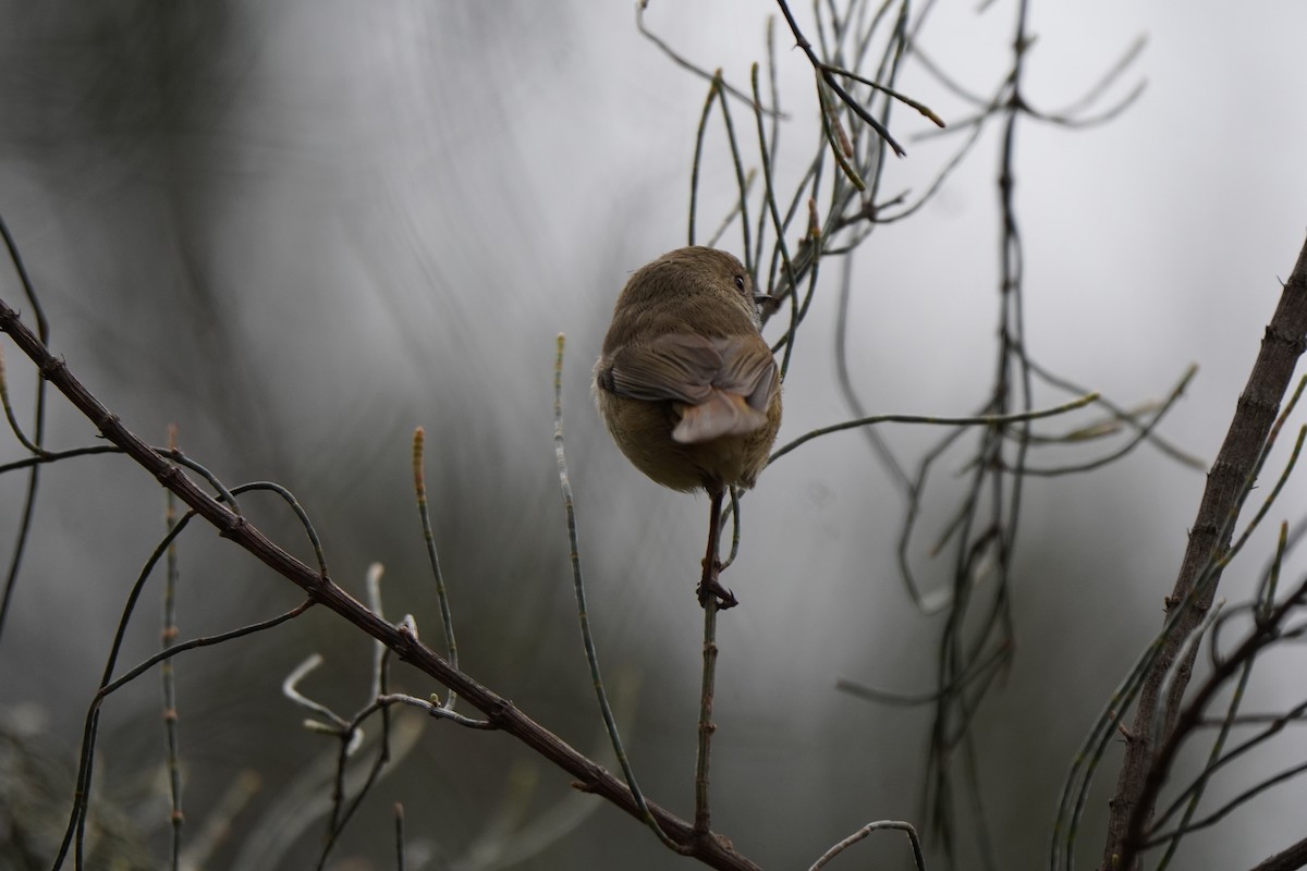 Brown Thornbill - ML638267754