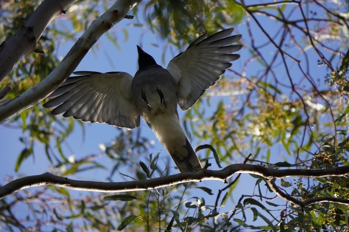 Black-faced Cuckooshrike - ML638267773