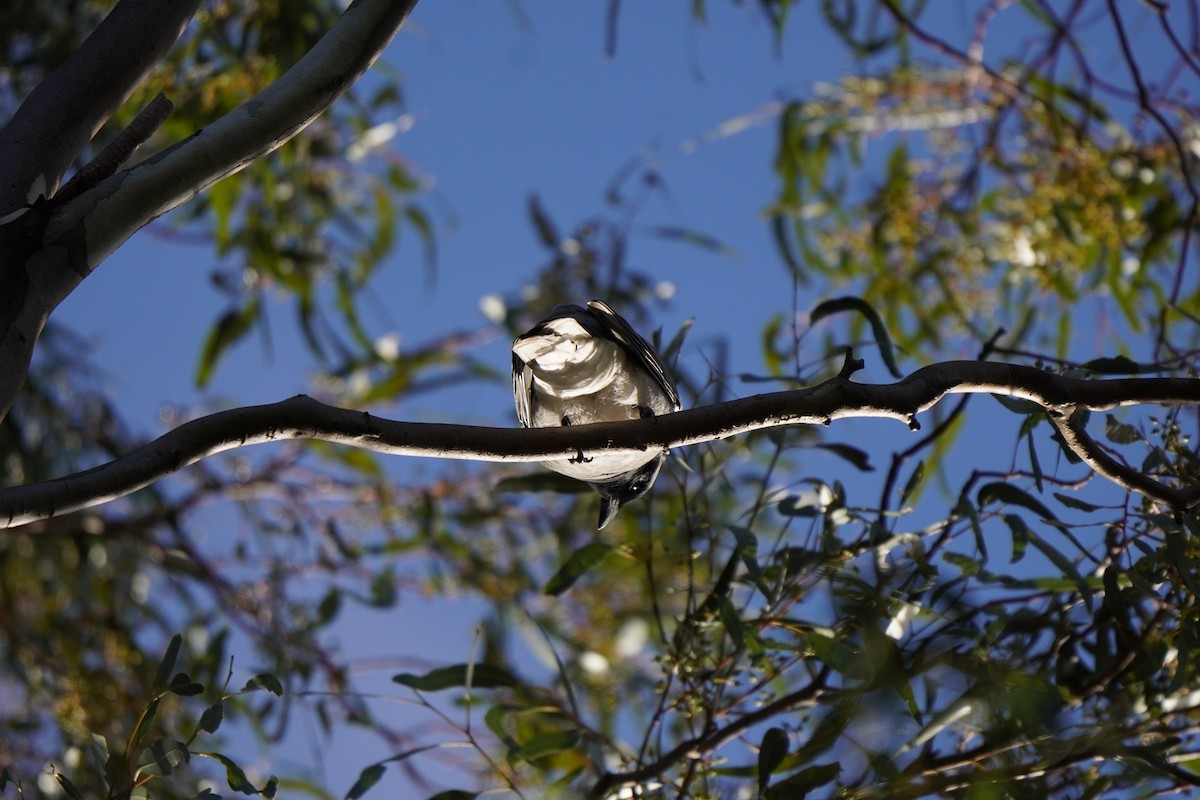 Black-faced Cuckooshrike - ML638267774