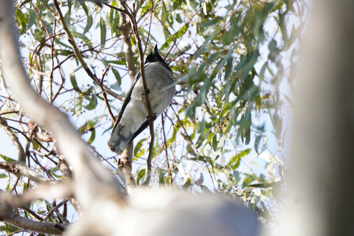 Black-faced Cuckooshrike - ML638267775