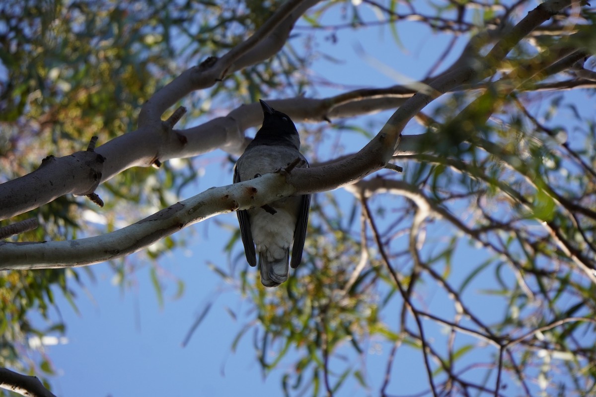 Black-faced Cuckooshrike - ML638267776