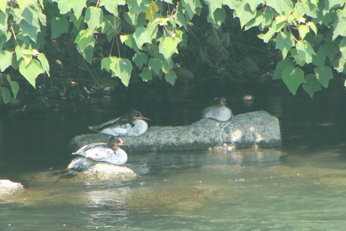 Крех великий (підвид merganser/orientalis) - ML638267782