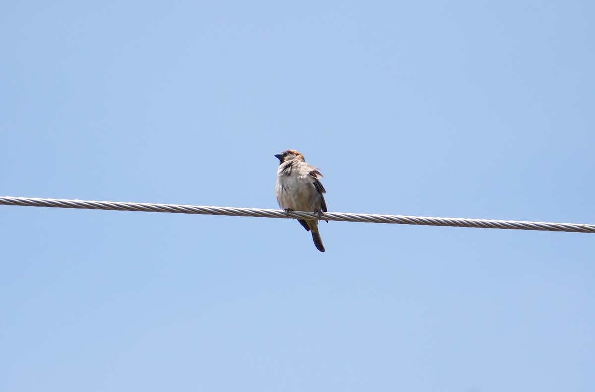 Kenya Rufous Sparrow - ML638267784