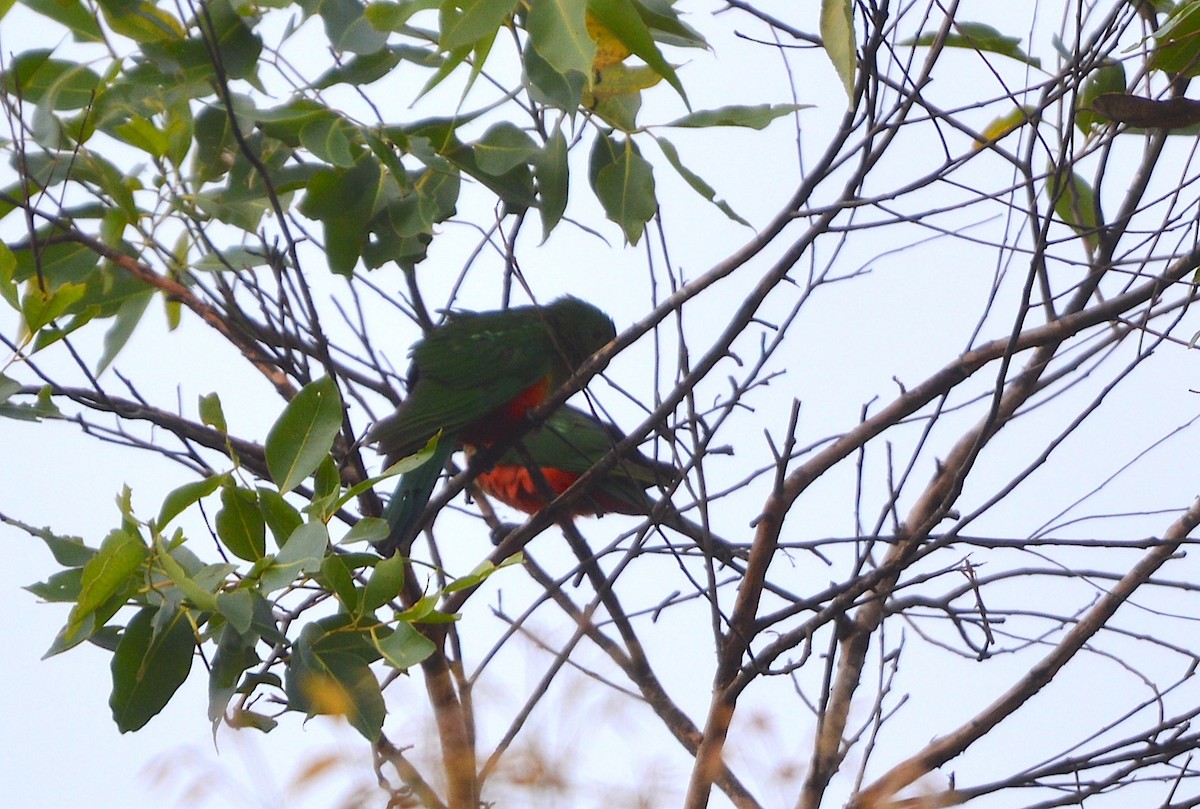 Australian King-Parrot - ML638267787