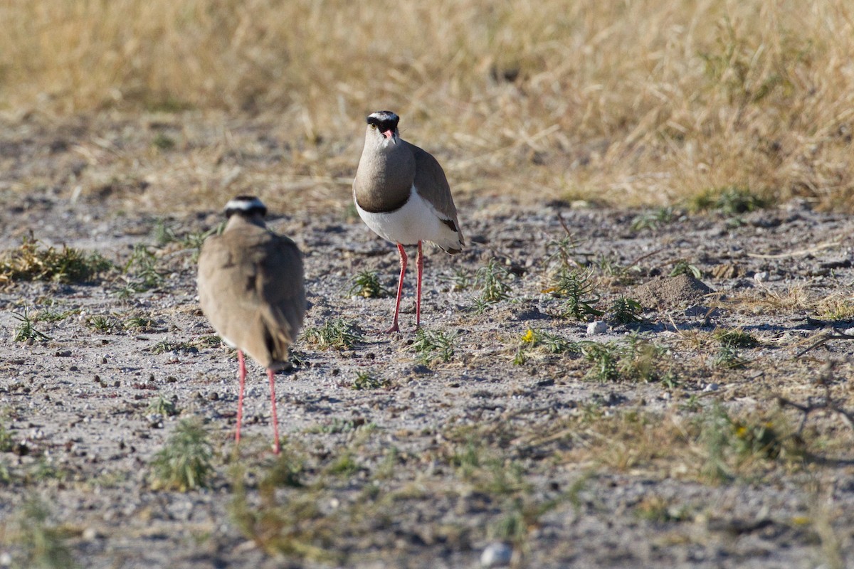 Crowned Lapwing - ML638267794