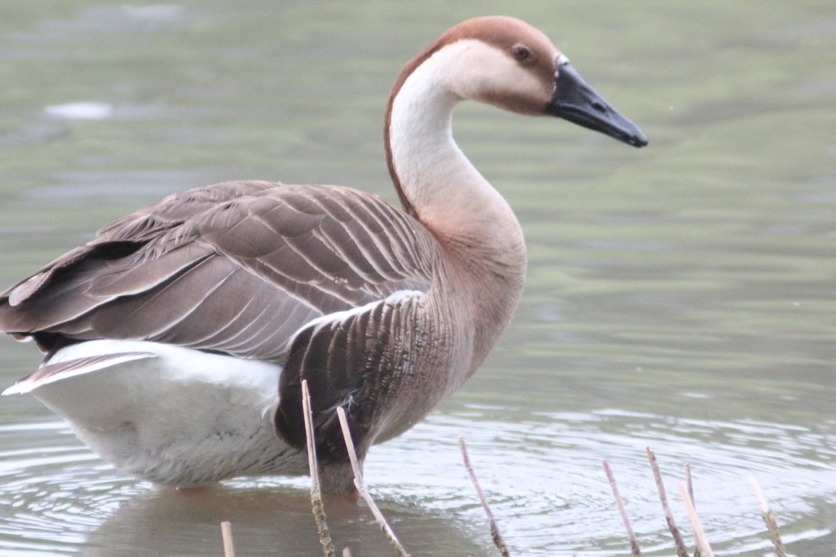 Swan Goose (Domestic type) - ML638267801
