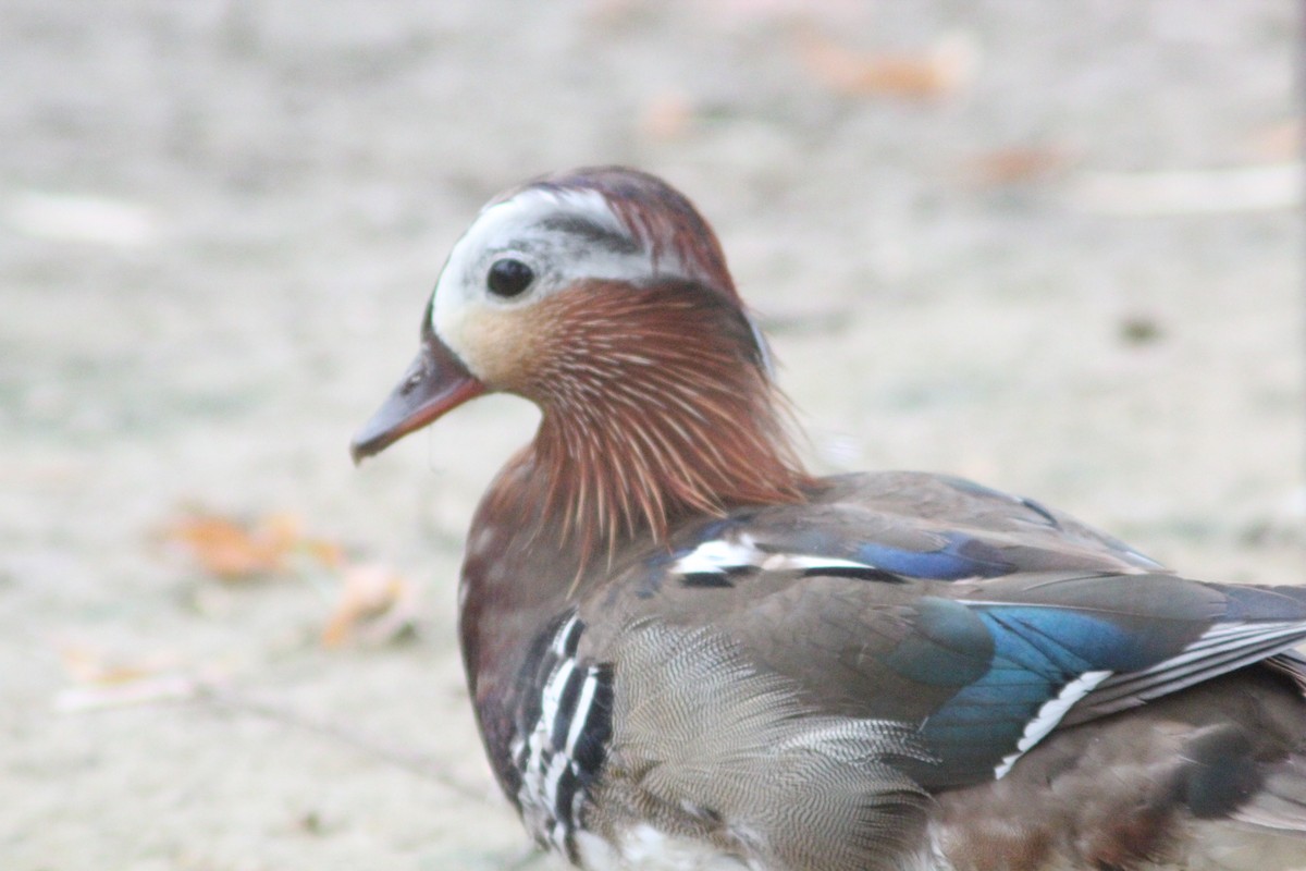 Mandarin Duck - ML638267803