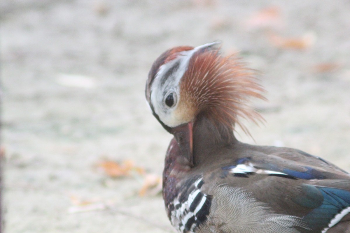 Mandarin Duck - ML638267804