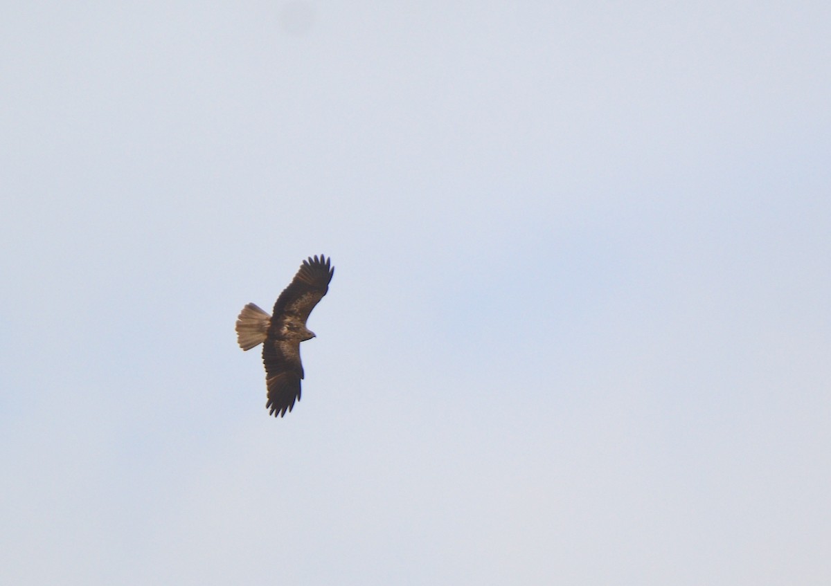 Whistling Kite - ML638267822