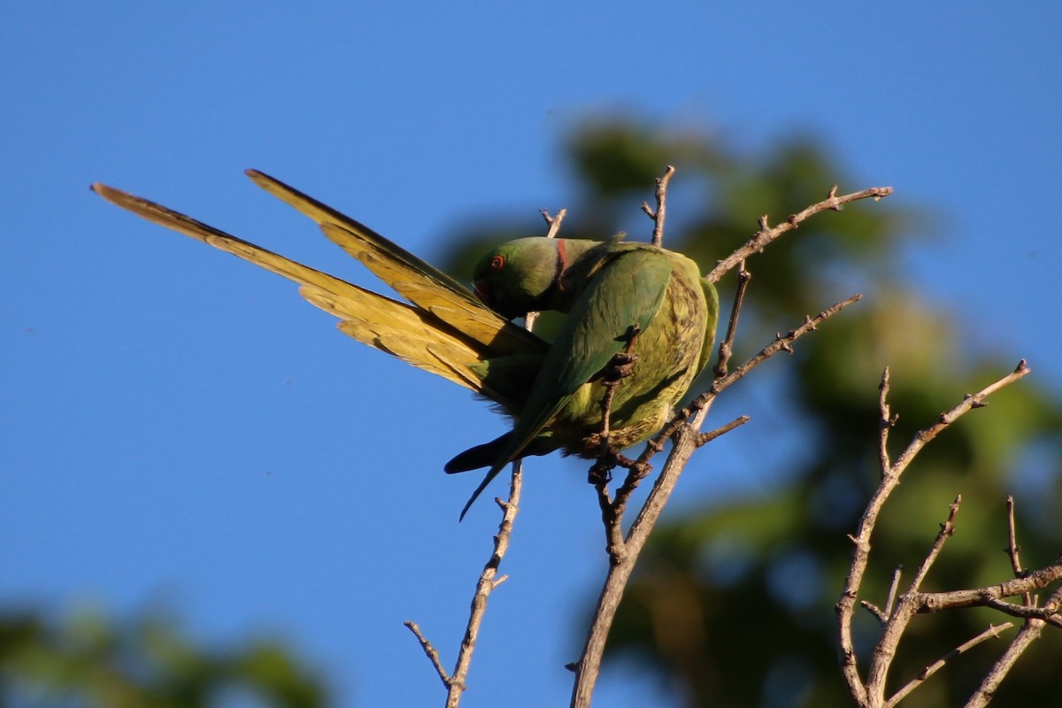 Rose-ringed Parakeet - ML638267824