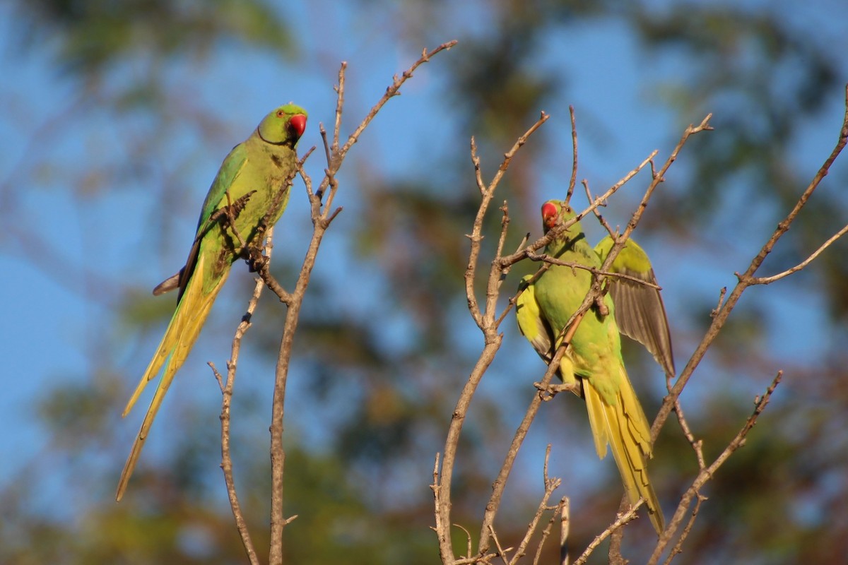 Rose-ringed Parakeet - ML638267825