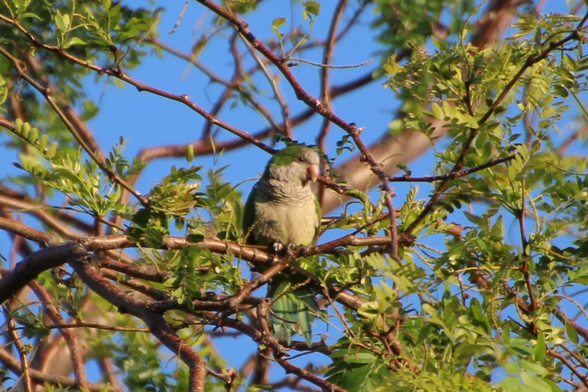 Monk Parakeet (Monk) - ML638267826