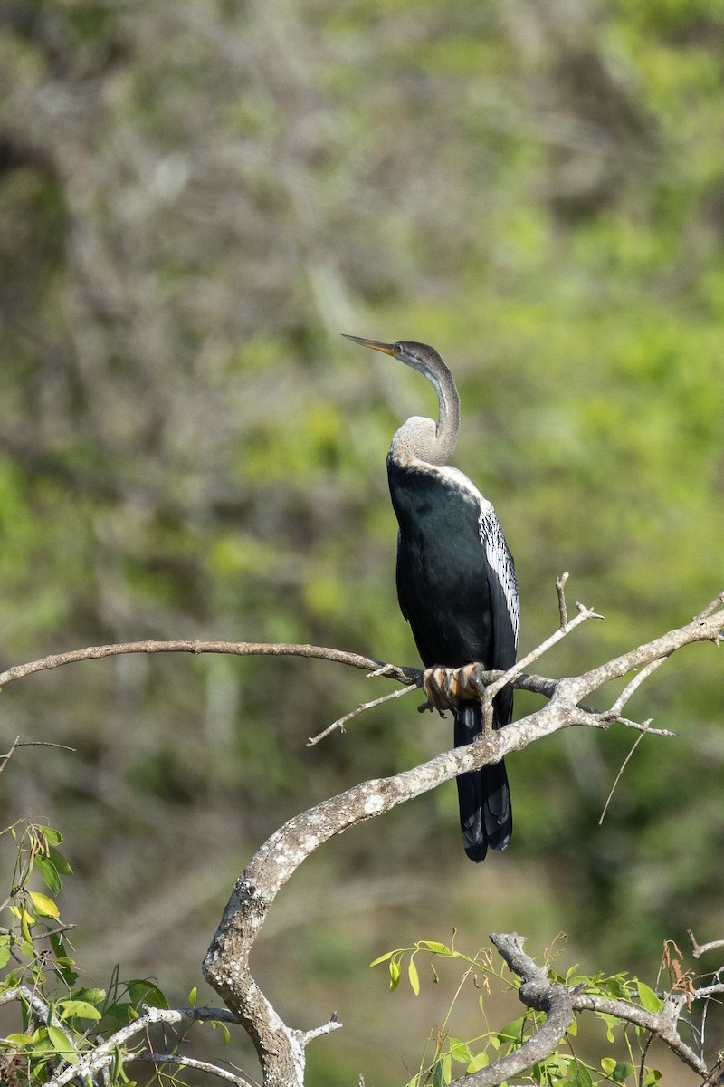 Oriental Darter - ML638267831