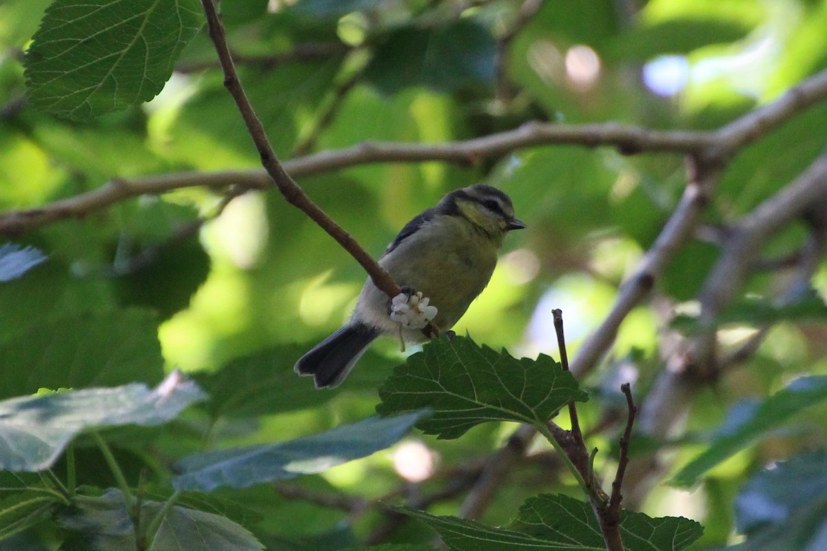 Eurasian Blue Tit - ML638267849