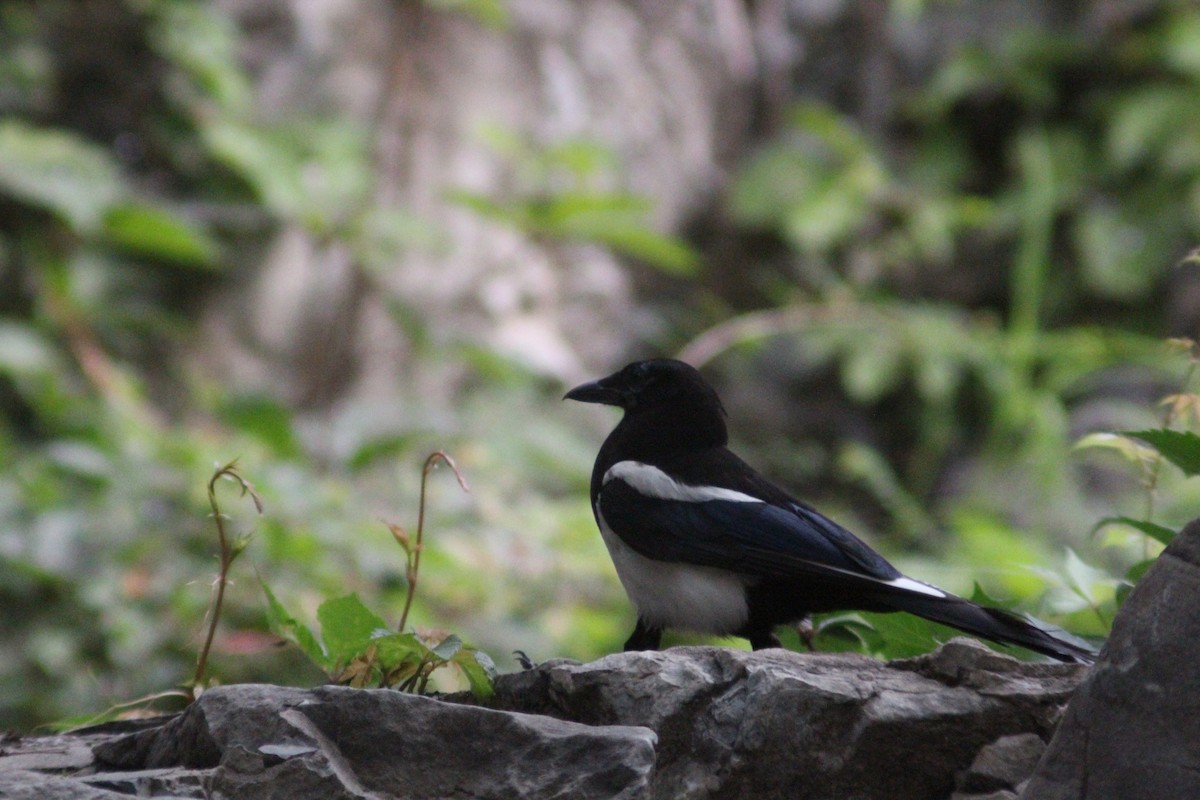 Oriental Magpie - ML638267852