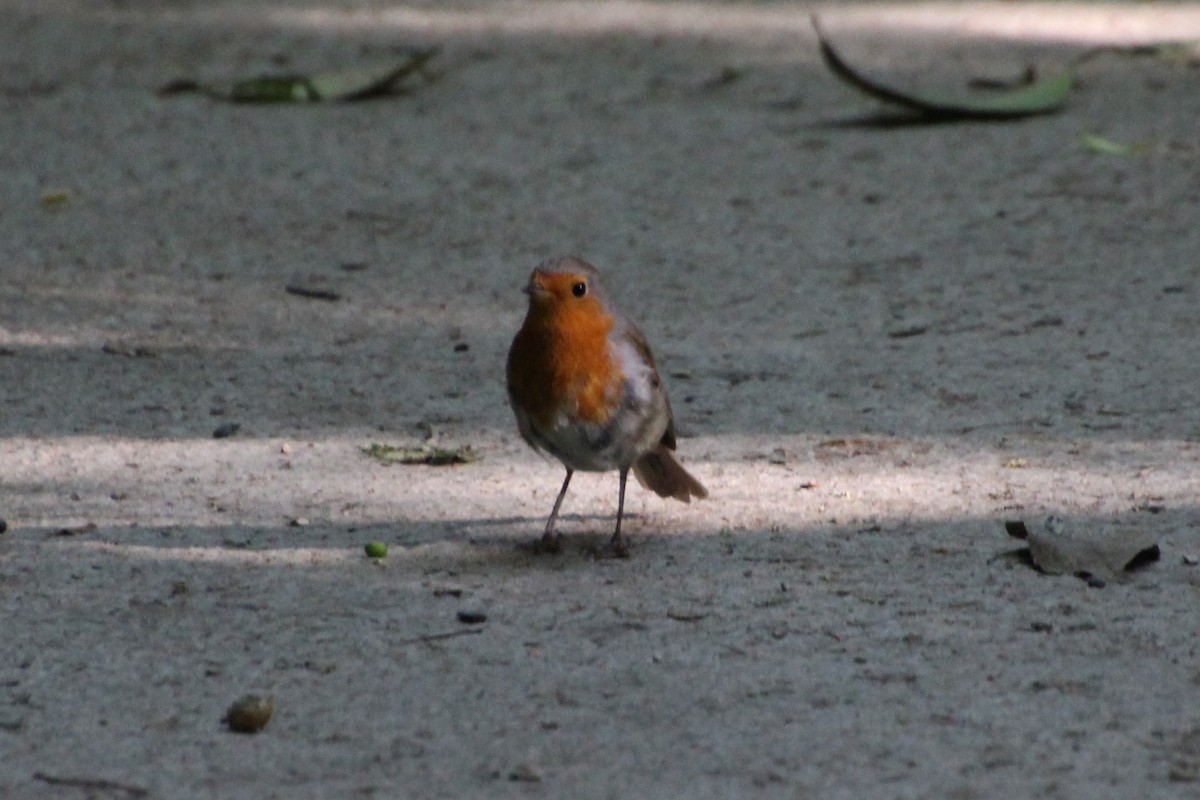 European Robin - ML638267856