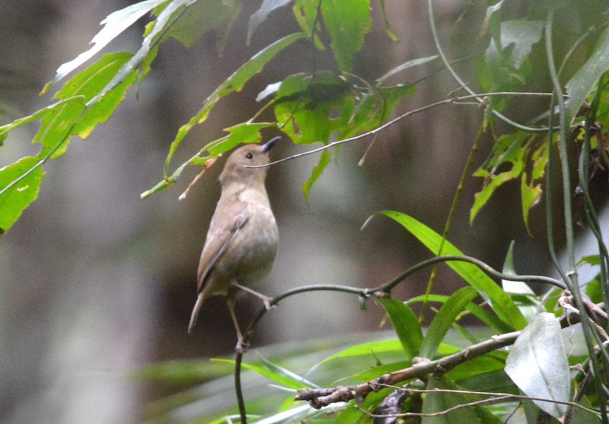 Atherton Scrubwren - ML638267862