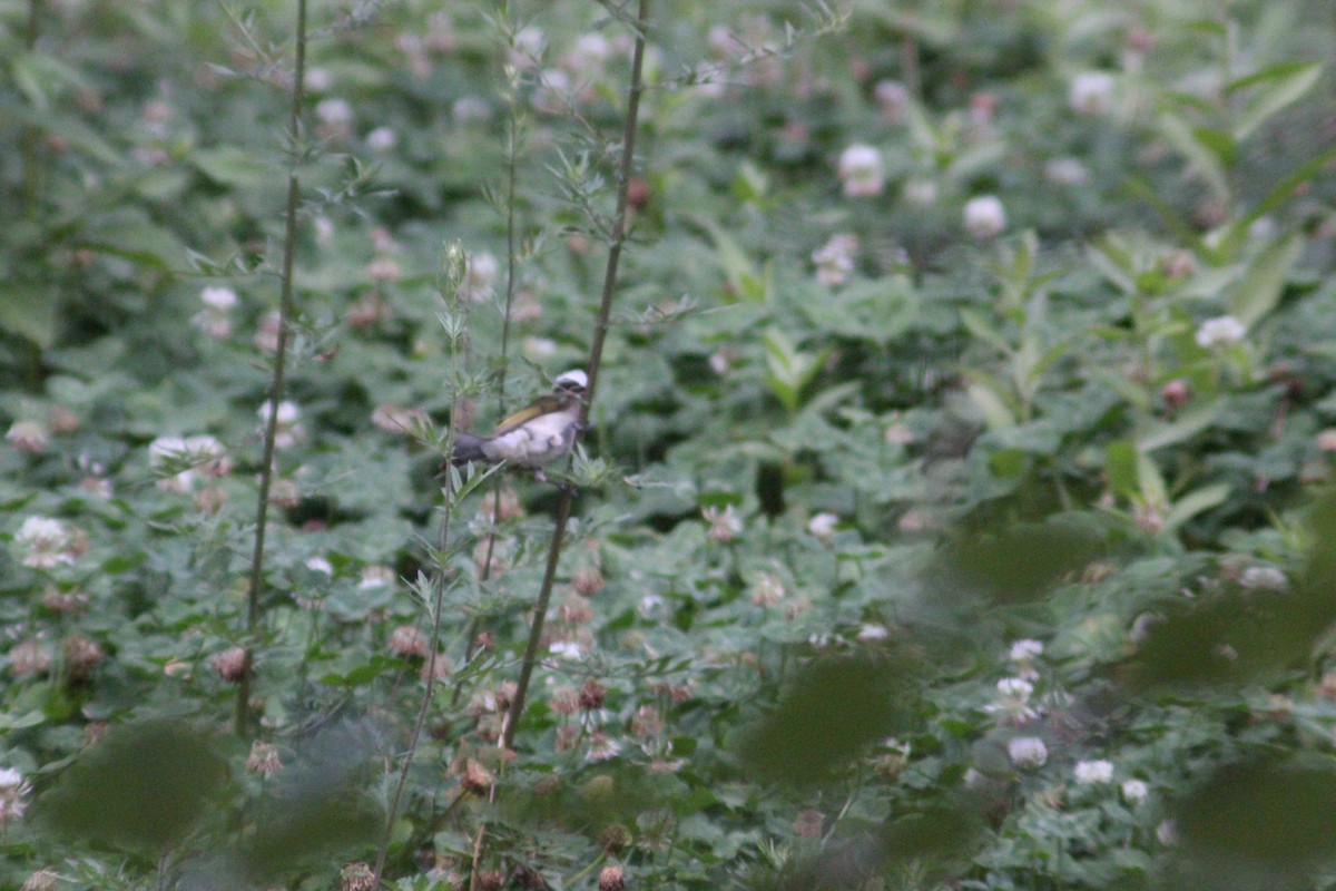 Light-vented Bulbul - ML638267874