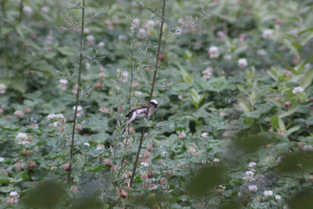Light-vented Bulbul - ML638267875
