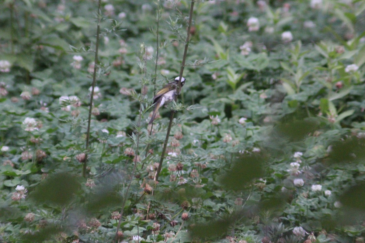 Light-vented Bulbul - ML638267876