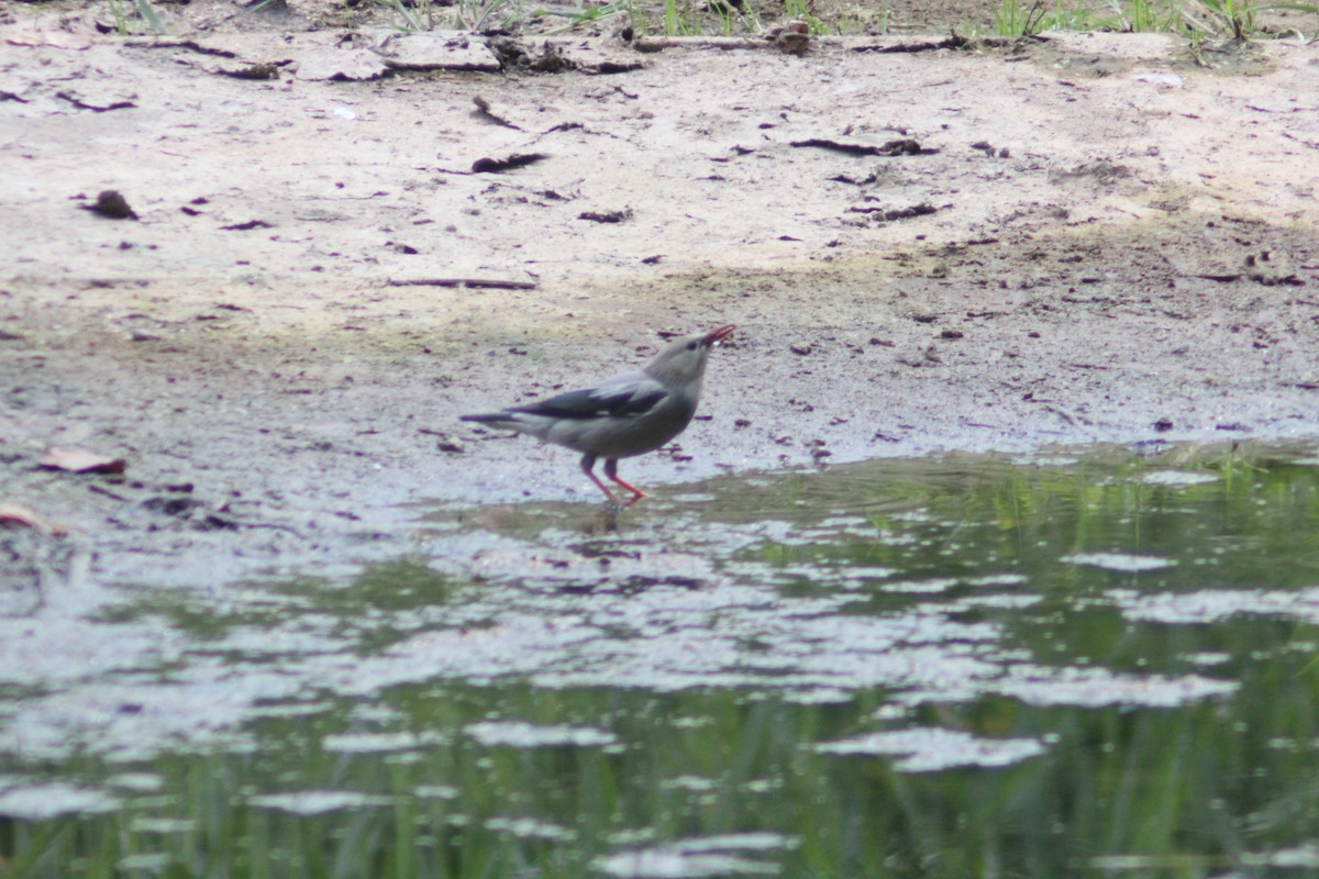 Red-billed Starling - ML638267886