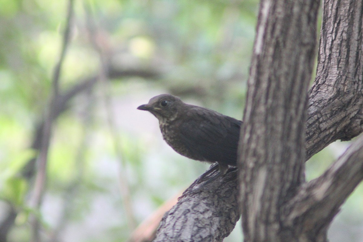 Chinese Blackbird - ML638267893
