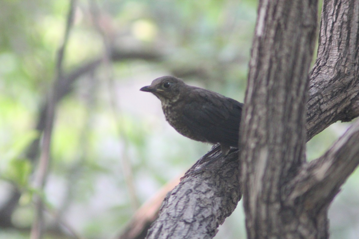 Chinese Blackbird - ML638267894