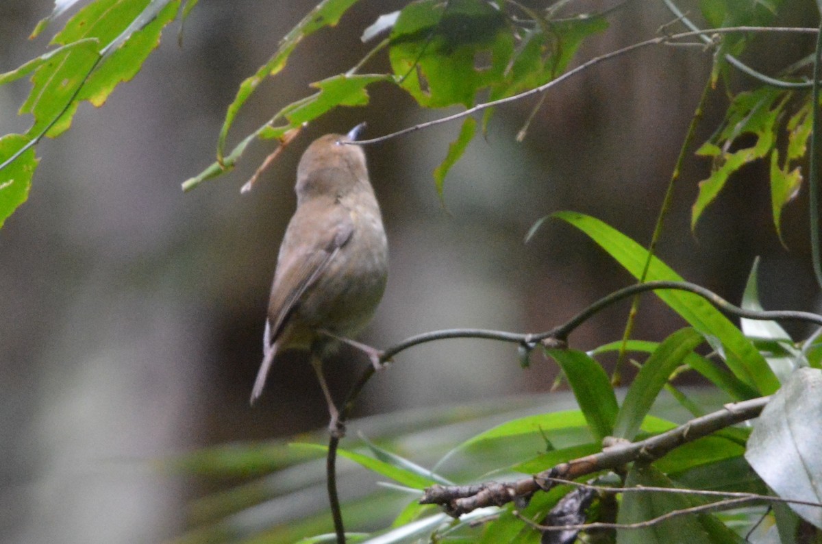 Atherton Scrubwren - ML638267897